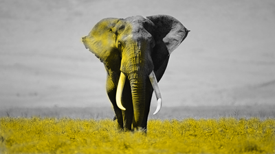 rsz_elephant_yellow2